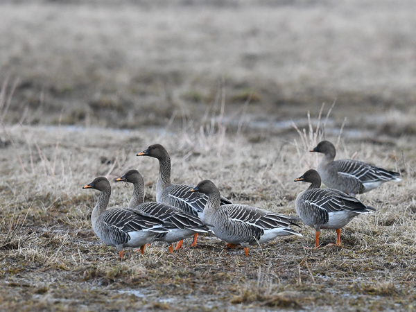 Metsähanhi, Bean Goose, Anser fabalis
